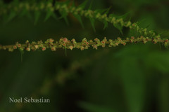 Pouzolzia wightii var. caudata